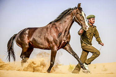 Voyage à cheval en Inde - Randonnée équestre organisée par Randocheval