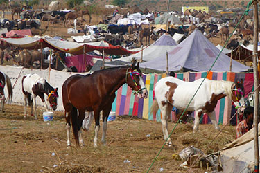 Voyage à cheval en Inde - Randonnée équestre organisée par Randocheval