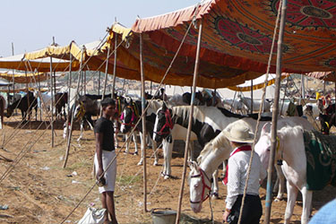 Voyage à cheval en Inde - Randonnée équestre organisée par Randocheval