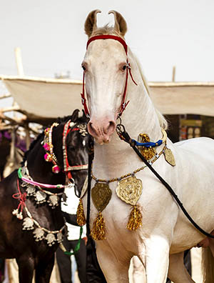 Voyage à cheval en Inde - Randonnée équestre organisée par Randocheval