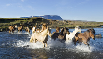 Voyage de conduite de troupeaux de chevaux en Islande - Une aventure Rando Cheval
