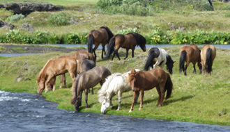 Troupeau de chevaux islandais - RANDOCHEVAL