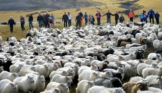 Voyage à cheval en ISLANDE - Randonnée équestre organisée par Randocheval