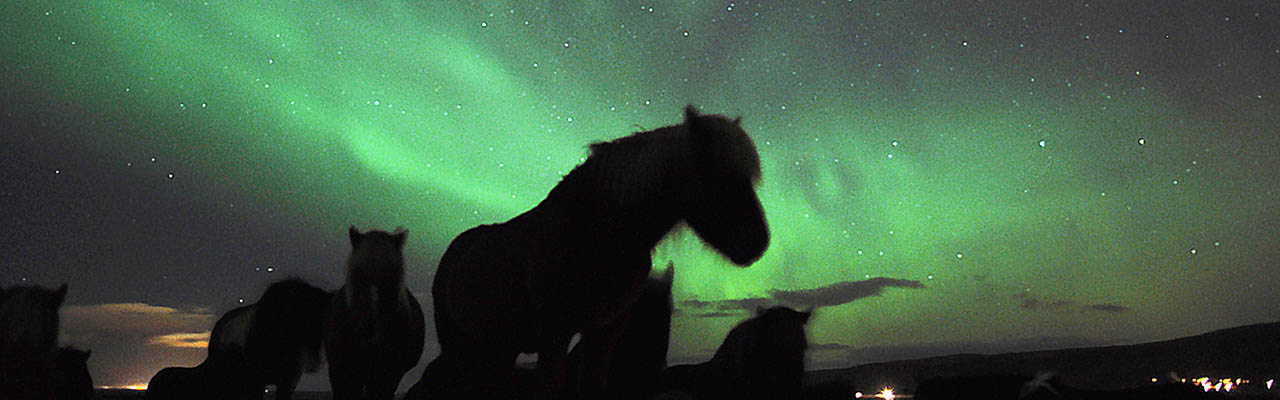 Voyage à cheval sous les aurores boréales en ISLANDE - Randonnée équestre organisée par Randocheval