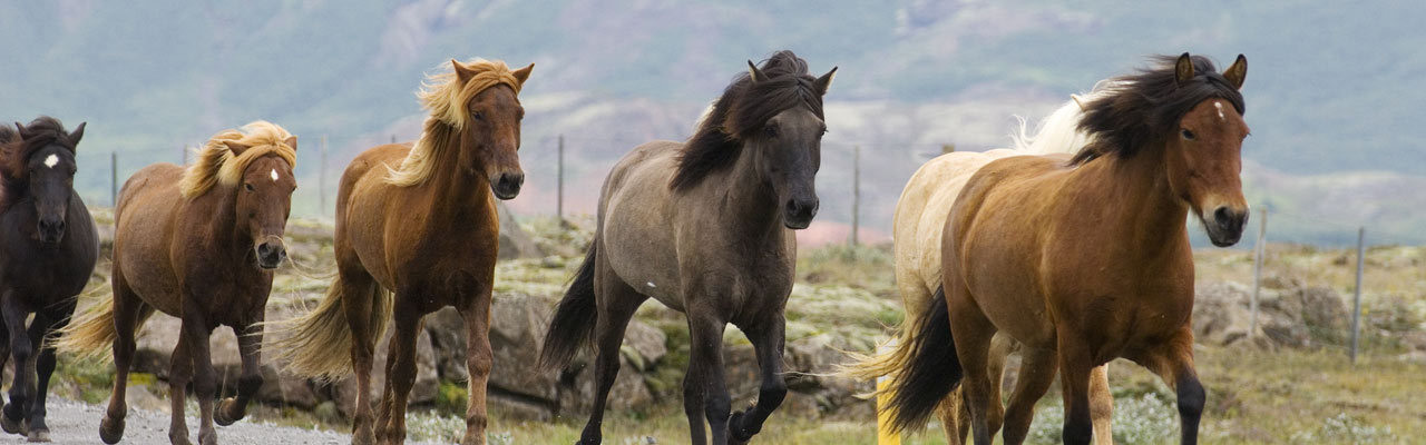 Voyage à cheval en ISLANDE - Randonnée équestre organisée par Randocheval