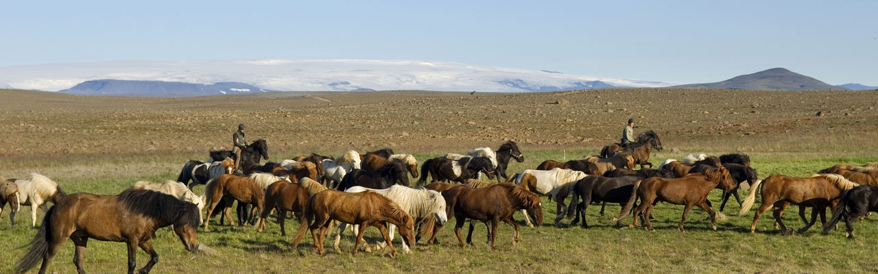 Voyage à cheval en ISLANDE - Randonnée équestre organisée par Randocheval