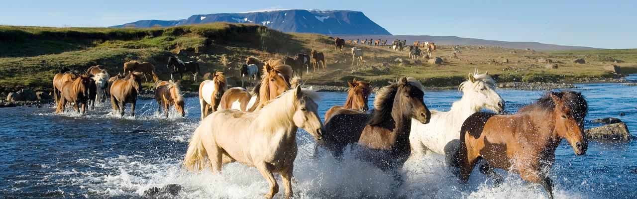 Licence FFE - Fédération Française d'Equitation - Par Randocheval