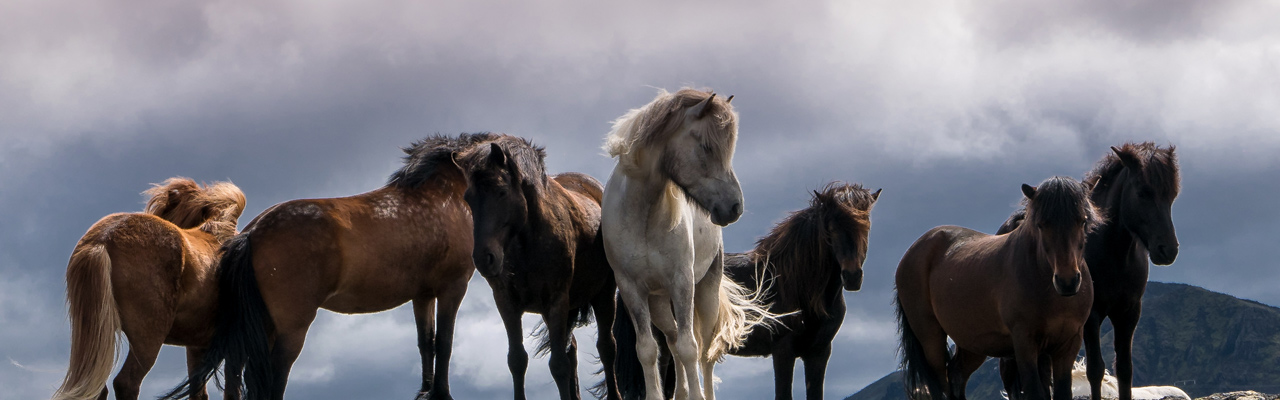 Voyage à cheval en ISLANDE - Randonnée équestre organisée par Randocheval