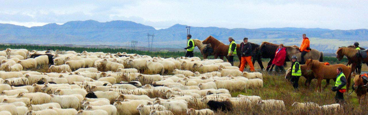 Voyage à cheval en ISLANDE - Randonnée équestre organisée par Randocheval