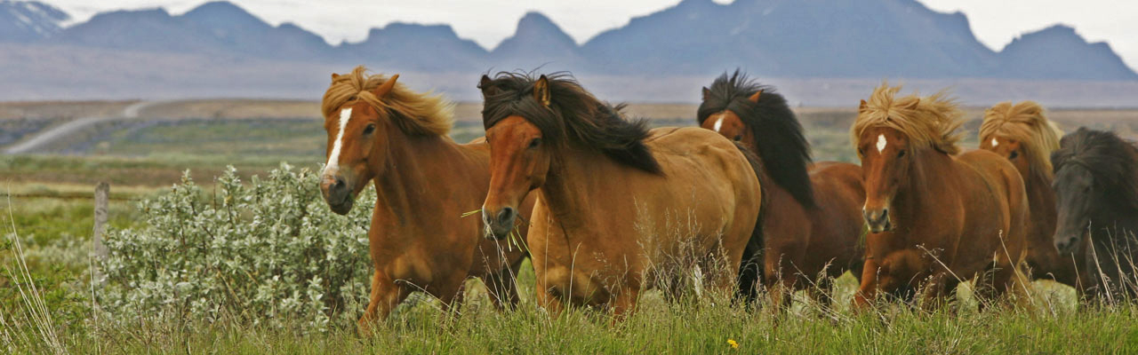 Voyage à cheval en ISLANDE - Randonnée équestre organisée par Randocheval