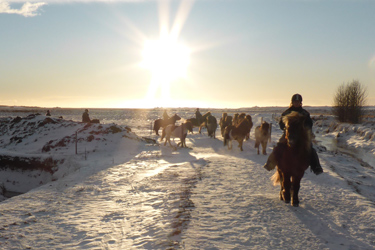 Voyage à cheval hivernale en ISLANDE - Randonnée équestre organisée par Randocheval