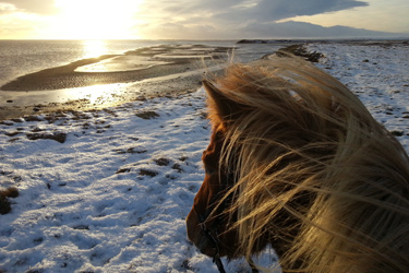 Voyage à cheval sous les aurores boréales en ISLANDE - Randonnée équestre organisée par Randocheval