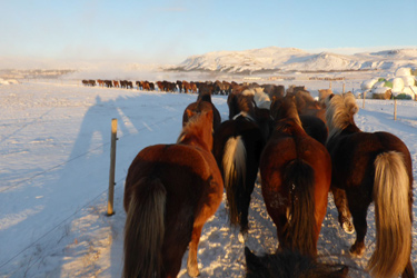 Voyage à cheval sous les aurores boréales en ISLANDE - Randonnée équestre organisée par Randocheval