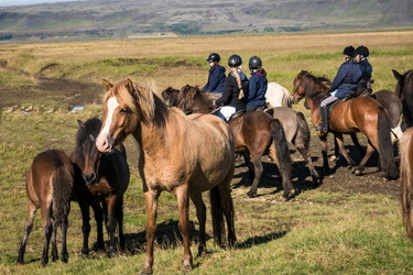 Voyage à cheval en ISLANDE - Randonnée équestre organisée par Randocheval