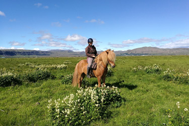 Voyage à cheval en ISLANDE - Randonnée équestre organisée par Randocheval