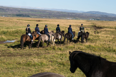 Voyage à cheval en ISLANDE - Randonnée équestre organisée par Randocheval