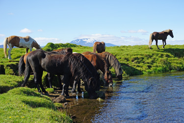 Voyage à cheval en ISLANDE - Randonnée équestre organisée par Randocheval