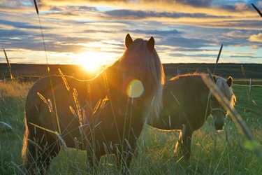 Voyage à cheval en ISLANDE - Randonnée équestre organisée par Randocheval