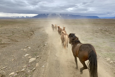 Voyage à cheval en ISLANDE - Randonnée équestre organisée par Randocheval