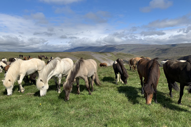 Voyage à cheval en ISLANDE - Randonnée équestre organisée par Randocheval