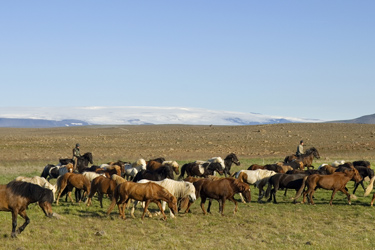 Voyage à cheval en ISLANDE - Randonnée équestre organisée par Randocheval