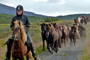 Voyage à cheval en ISLANDE - Randonnée équestre organisée par Randocheval