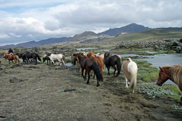 Voyage à cheval en ISLANDE - Randonnée équestre organisée par Randocheval