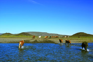 Voyage à cheval en ISLANDE - Randonnée équestre organisée par Randocheval