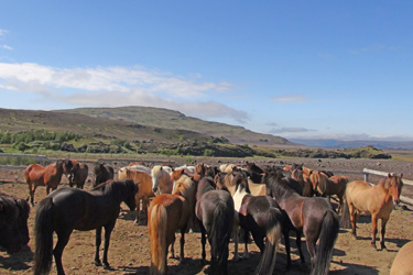 Voyage à cheval en ISLANDE - Randonnée équestre organisée par Randocheval