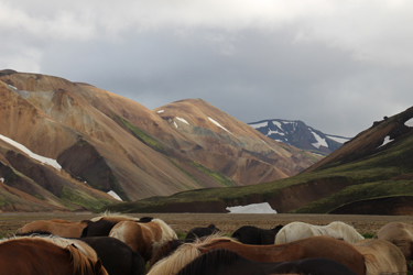 Voyage à cheval en ISLANDE - Randonnée équestre organisée par Randocheval