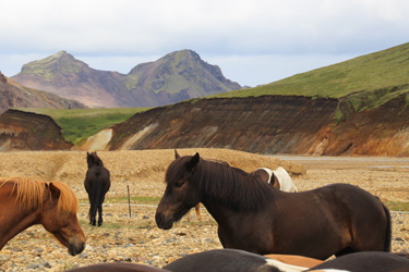 Voyage à cheval en ISLANDE - Randonnée équestre organisée par Randocheval