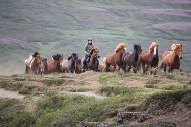 Voyage à cheval en ISLANDE - Randonnée équestre organisée par Randocheval