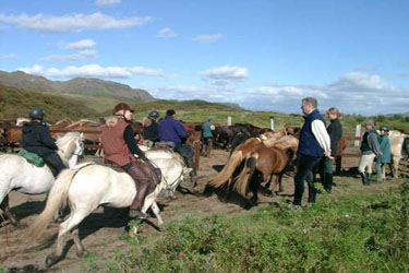 Voyage à cheval en ISLANDE - Randonnée équestre organisée par Randocheval