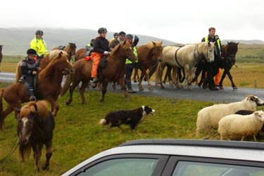 Voyage à cheval en ISLANDE - Randonnée équestre organisée par Randocheval