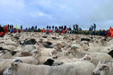 Voyage à cheval en ISLANDE - Randonnée équestre organisée par Randocheval