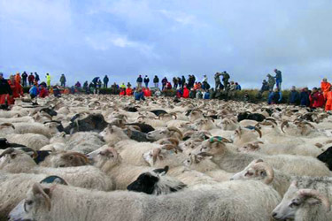 Voyage à cheval en ISLANDE - Randonnée équestre organisée par Randocheval