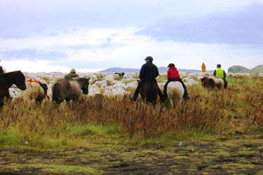 Voyage à cheval en ISLANDE - Randonnée équestre organisée par Randocheval