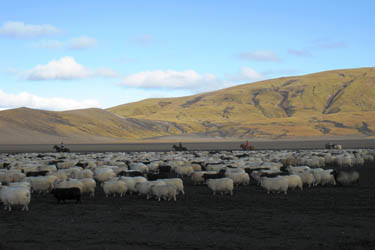 Voyage à cheval en ISLANDE - Randonnée équestre organisée par Randocheval