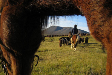 Voyage à cheval en ISLANDE - Randonnée équestre organisée par Randocheval