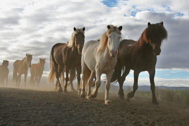 Voyage à cheval en ISLANDE - Randonnée équestre organisée par Randocheval