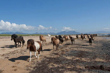 Voyage à cheval en ISLANDE - Randonnée équestre organisée par Randocheval