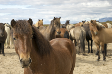 Voyage à cheval en ISLANDE - Randonnée équestre organisée par Randocheval