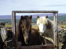 Chevaux Islandais crinières dans le vent - RANDOCHEVAL