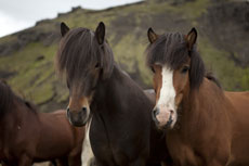 Voyage à cheval en ISLANDE - Randonnée équestre organisée par Randocheval