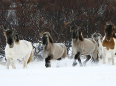 Voyage à cheval sous les aurores boréales en ISLANDE - Randonnée équestre organisée par Randocheval