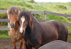 Voyage à cheval en ISLANDE - Randonnée équestre organisée par Randocheval