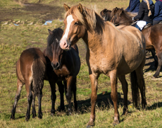 Voyage à cheval en ISLANDE - Randonnée équestre organisée par Randocheval