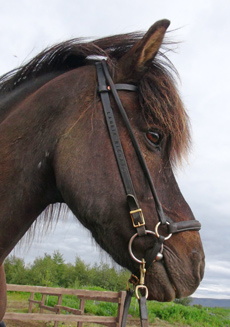 Voyage à cheval en ISLANDE - Randonnée équestre organisée par Randocheval