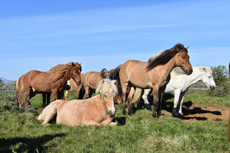 Voyage à cheval en ISLANDE - Randonnée équestre organisée par Randocheval