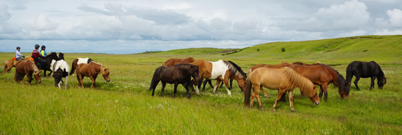 Voyage à cheval en ISLANDE - Randonnée équestre organisée par Randocheval